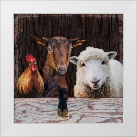 Farm Life White Modern Wood Framed Art Print by Prime, Marcus