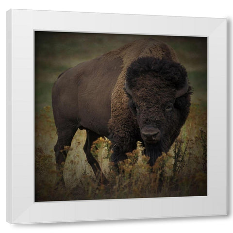 Vigilant Bison White Modern Wood Framed Art Print by Prime, Marcus