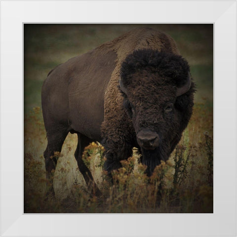 Vigilant Bison White Modern Wood Framed Art Print by Prime, Marcus