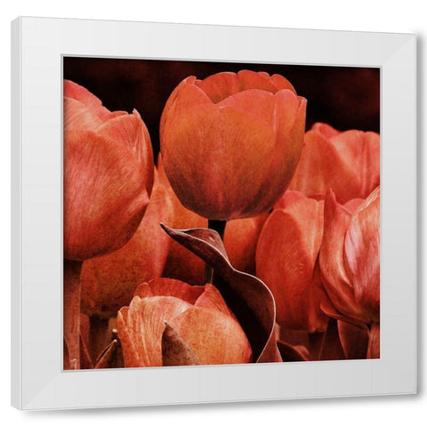Floral Spice 2 White Modern Wood Framed Art Print by Prime, Marcus