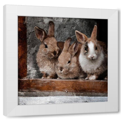 Three Buddies White Modern Wood Framed Art Print by Prime, Marcus