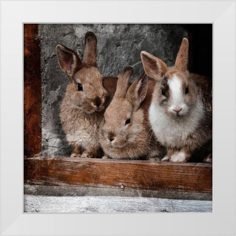 Three Buddies White Modern Wood Framed Art Print by Prime, Marcus