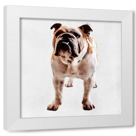 Yearning Bulldog White Modern Wood Framed Art Print by Prime, Marcus