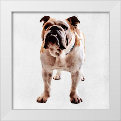 Yearning Bulldog White Modern Wood Framed Art Print by Prime, Marcus