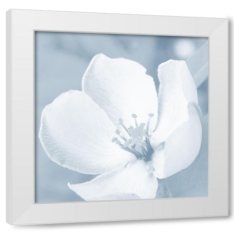 Blooming Love 1 White Modern Wood Framed Art Print by Prime, Marcus