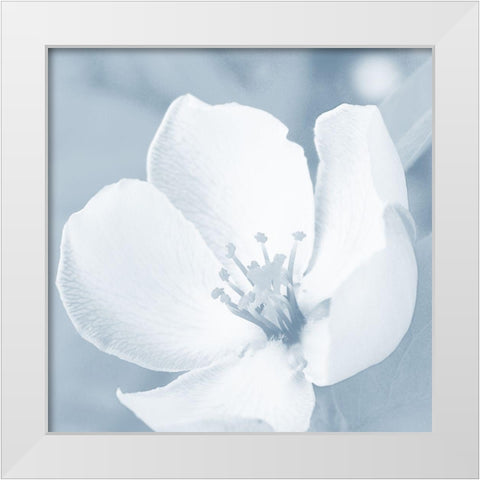 Blooming Love 1 White Modern Wood Framed Art Print by Prime, Marcus