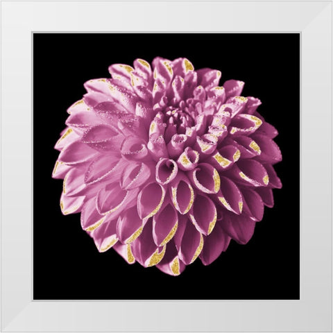 Dahlia Embrace 3 White Modern Wood Framed Art Print by Prime, Marcus