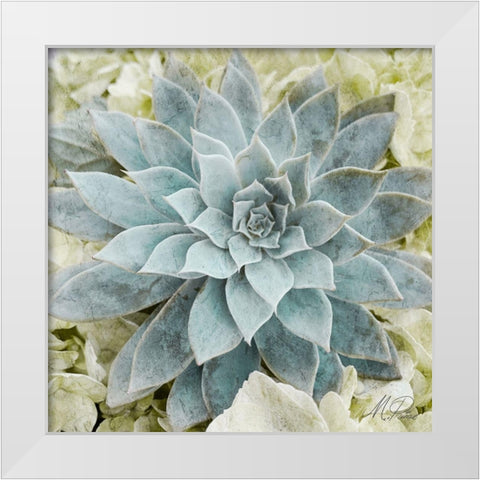 Adored Succulents 2 White Modern Wood Framed Art Print by Prime, Marcus