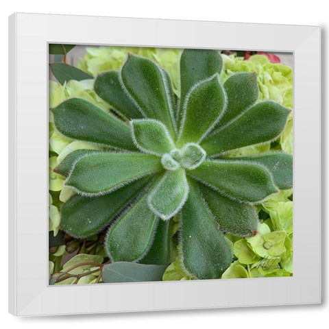 Adored Succulents 4 White Modern Wood Framed Art Print by Prime, Marcus