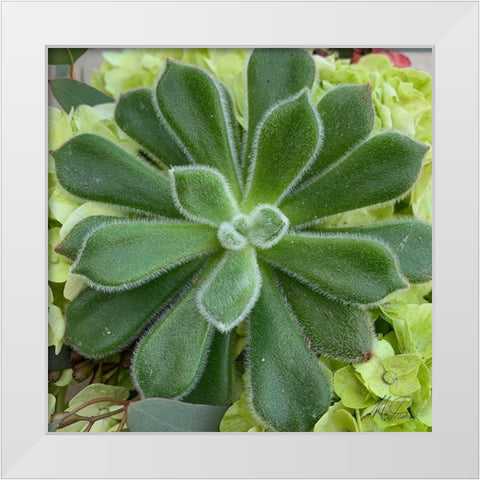 Adored Succulents 4 White Modern Wood Framed Art Print by Prime, Marcus