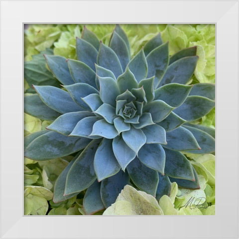 Adored Succulents 4 White Modern Wood Framed Art Print by Prime, Marcus