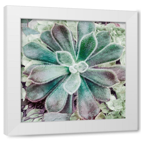 Springtime Succulents 1 White Modern Wood Framed Art Print by Prime, Marcus
