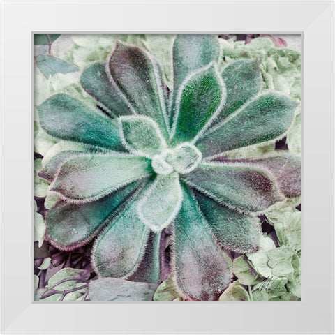 Springtime Succulents 1 White Modern Wood Framed Art Print by Prime, Marcus