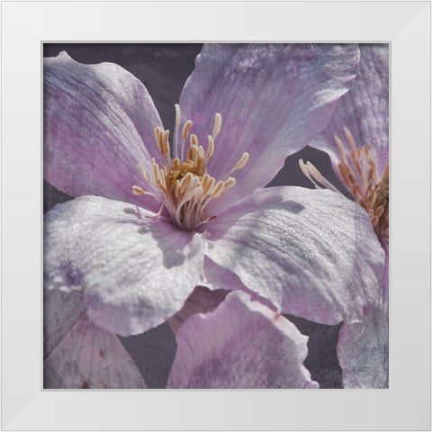 Lavender Explosion 1 White Modern Wood Framed Art Print by Prime, Marcus