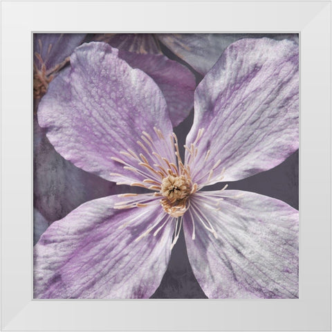 Lavender Explosion 2 White Modern Wood Framed Art Print by Prime, Marcus