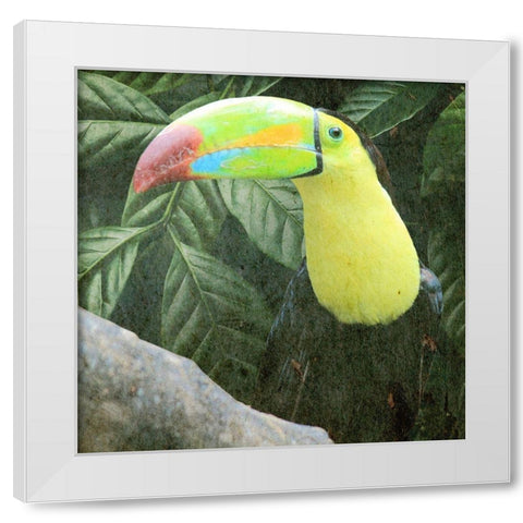 Sam Toucan White Modern Wood Framed Art Print by Prime, Marcus
