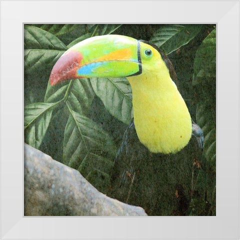 Sam Toucan White Modern Wood Framed Art Print by Prime, Marcus