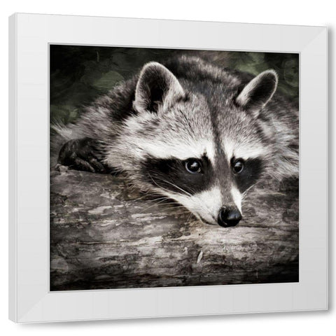 Pondering Raccoon 2 White Modern Wood Framed Art Print by Prime, Marcus