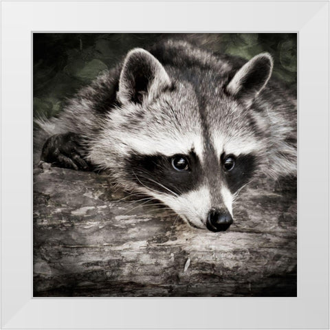 Pondering Raccoon 2 White Modern Wood Framed Art Print by Prime, Marcus