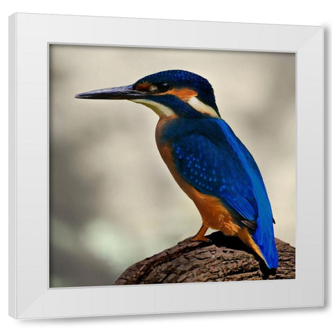 Perching Fellow White Modern Wood Framed Art Print by Prime, Marcus