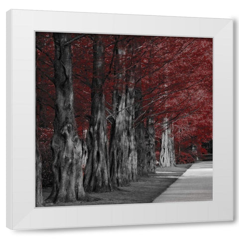 Crimson Forest 1 White Modern Wood Framed Art Print by Prime, Marcus