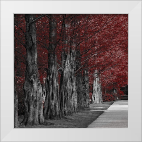 Crimson Forest 1 White Modern Wood Framed Art Print by Prime, Marcus