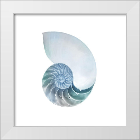 Seaside Shell 4 White Modern Wood Framed Art Print by Prime, Marcus