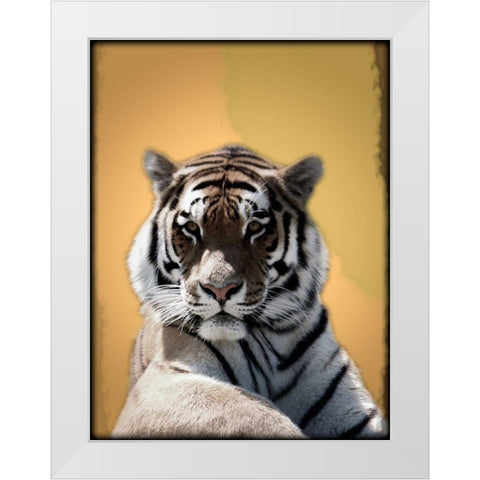 Tiger In Thought 2 White Modern Wood Framed Art Print by Prime, Marcus
