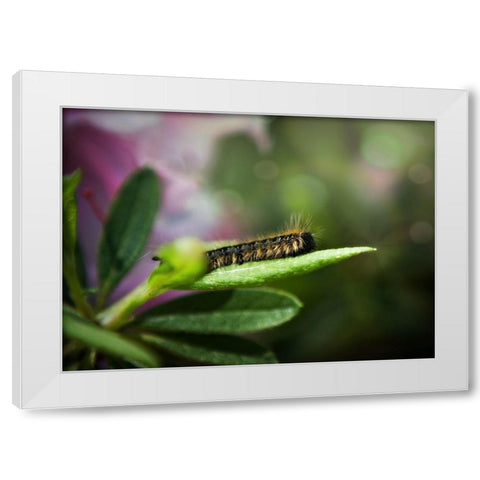 Caterpillar White Modern Wood Framed Art Print by Reed, Michele
