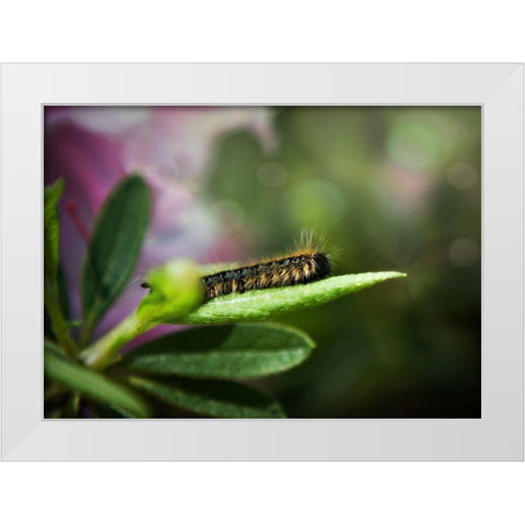 Caterpillar White Modern Wood Framed Art Print by Reed, Michele