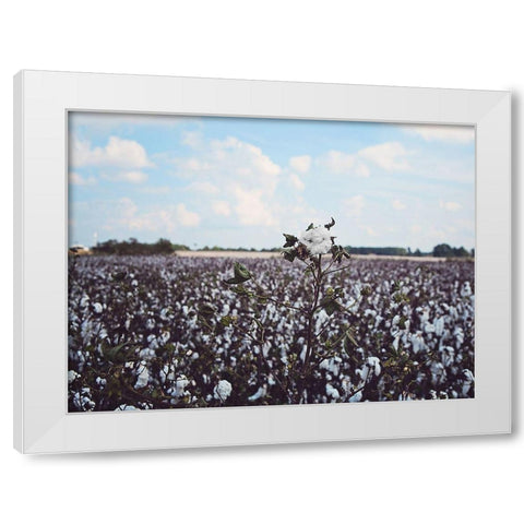 Heavy Cotton Field White Modern Wood Framed Art Print by Reed, Michele