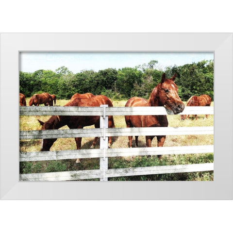 Horse Farm White Modern Wood Framed Art Print by Villa, Mlli