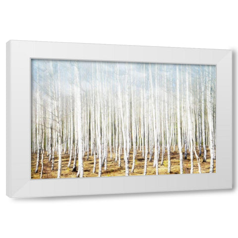 Birch In The Woods White Modern Wood Framed Art Print by Villa, Mlli