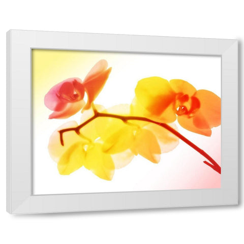 Sunny Electric Orchids White Modern Wood Framed Art Print by Villa, Mlli
