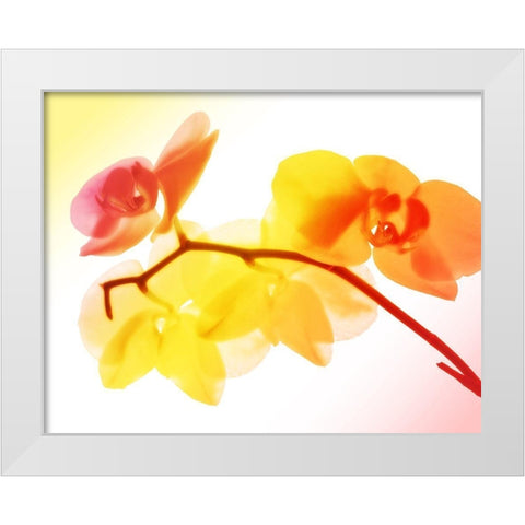 Sunny Electric Orchids White Modern Wood Framed Art Print by Villa, Mlli