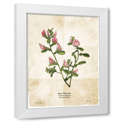 Flower Page White Modern Wood Framed Art Print by Villa, Mlli