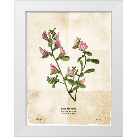 Flower Page White Modern Wood Framed Art Print by Villa, Mlli