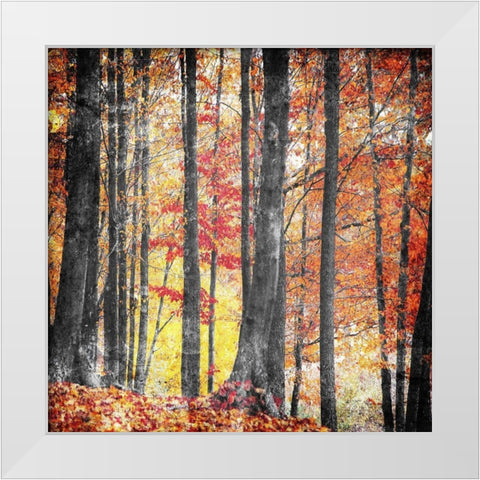 Fall In The Woods White Modern Wood Framed Art Print by Villa, Mlli