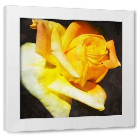 Yellow Rose White Modern Wood Framed Art Print by Villa, Mlli