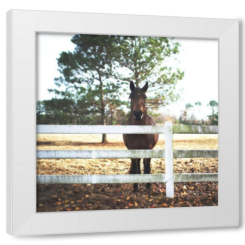 Horse Look 2 White Modern Wood Framed Art Print by Villa, Milli
