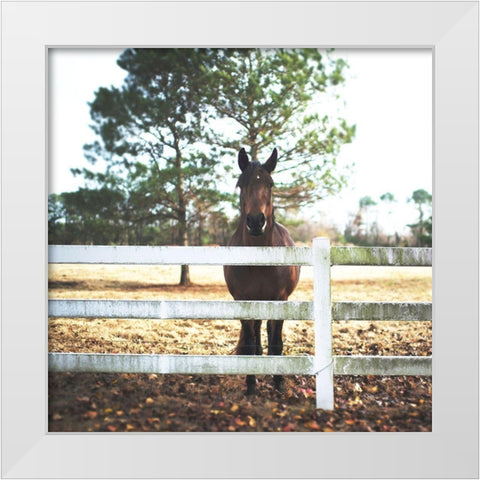 Horse Look 2 White Modern Wood Framed Art Print by Villa, Milli