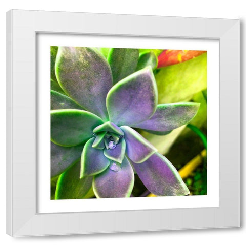 Succulent Dawn 1 White Modern Wood Framed Art Print by Pearson, Debbie