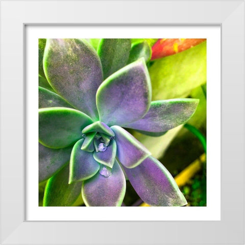 Succulent Dawn 1 White Modern Wood Framed Art Print by Pearson, Debbie