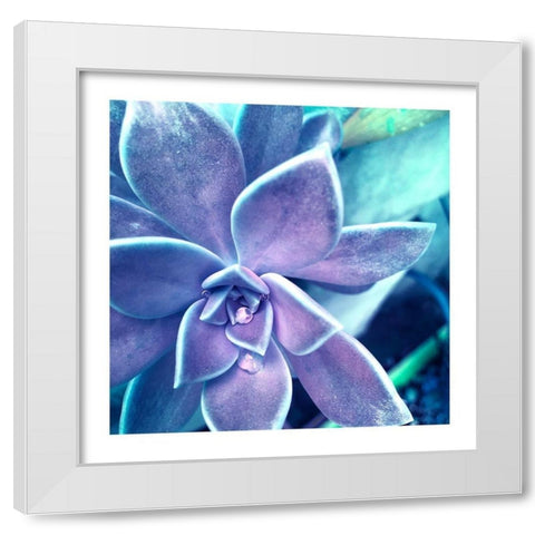 Succulent Dawn 2 White Modern Wood Framed Art Print by Pearson, Debbie