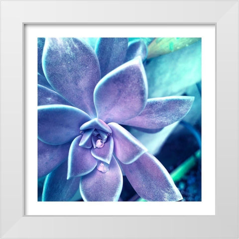 Succulent Dawn 2 White Modern Wood Framed Art Print by Pearson, Debbie