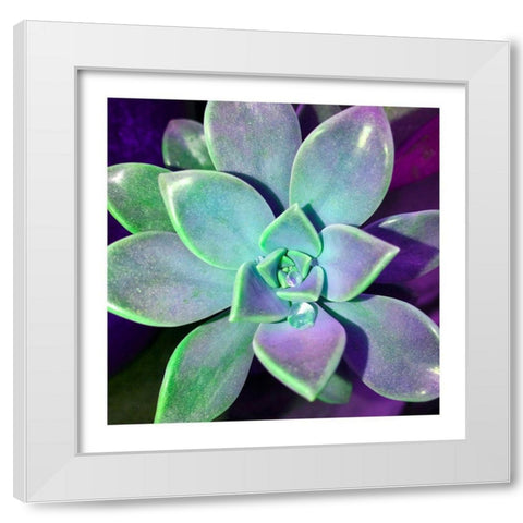 Succulent Dawn 3 White Modern Wood Framed Art Print by Pearson, Debbie