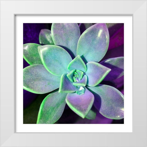 Succulent Dawn 3 White Modern Wood Framed Art Print by Pearson, Debbie