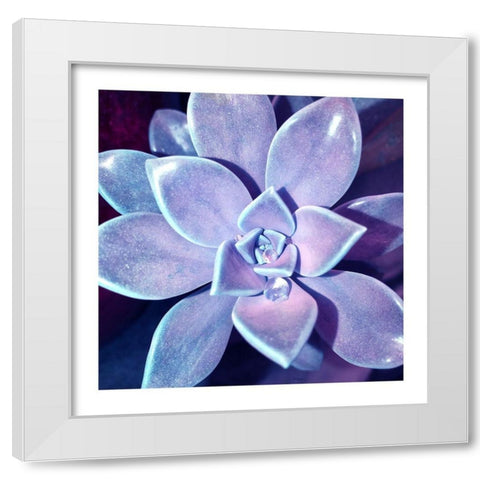 Succulent Dawn 4 White Modern Wood Framed Art Print by Pearson, Debbie