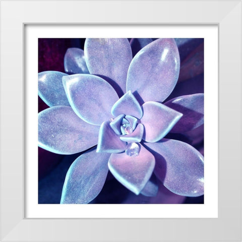 Succulent Dawn 4 White Modern Wood Framed Art Print by Pearson, Debbie