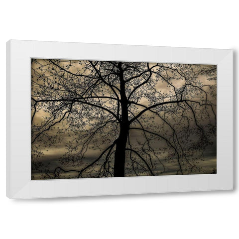 Conversation Of Earth White Modern Wood Framed Art Print by DeLuca, Pat
